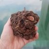 Trái Mít Hóa Gỗ