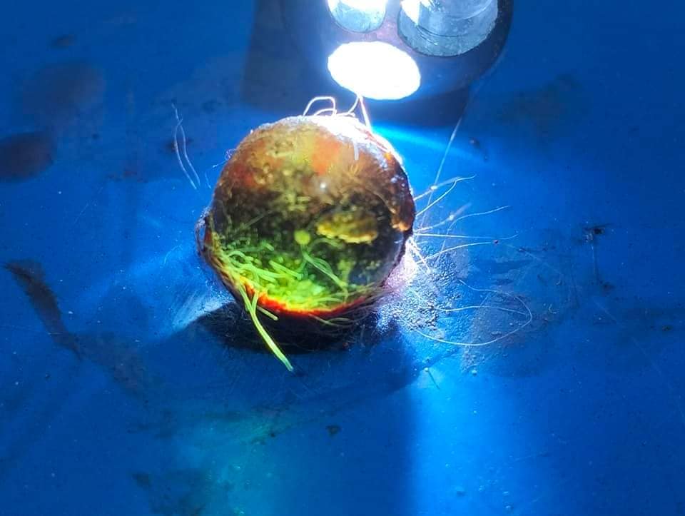 mắt mèo hóa đá 5